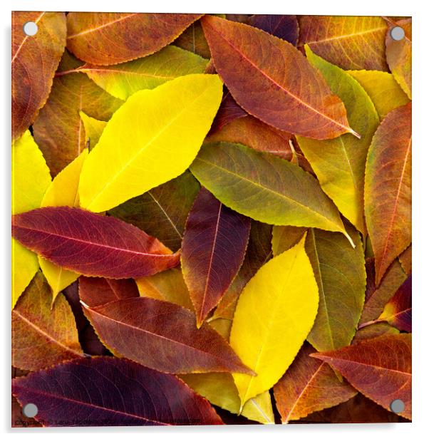  bright colorful  fallen leaves Acrylic by Lana Topoleva