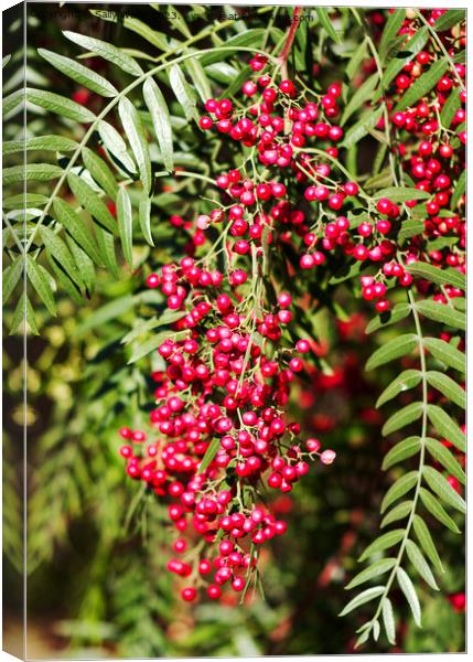 Cascade of pepper corns Canvas Print by Sally Wallis