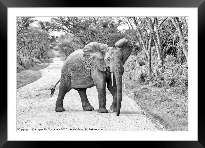 Young bull elephant on track in Uganda monochrome Framed Mounted Print by Angus McComiskey