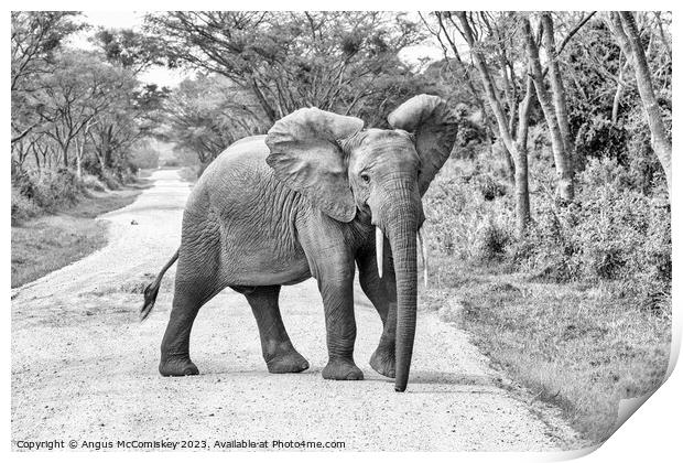 Young bull elephant on track in Uganda monochrome Print by Angus McComiskey