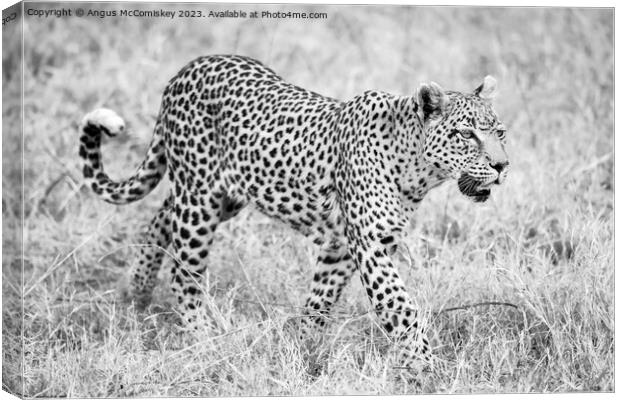 Leopard on the move in Botswana (monochrome) Canvas Print by Angus McComiskey