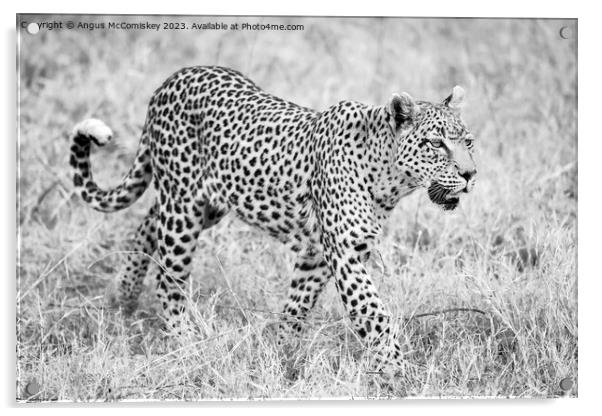 Leopard on the move in Botswana (monochrome) Acrylic by Angus McComiskey