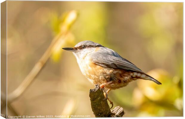 Nuthatch - Sitta europaea Canvas Print by Darren Wilkes