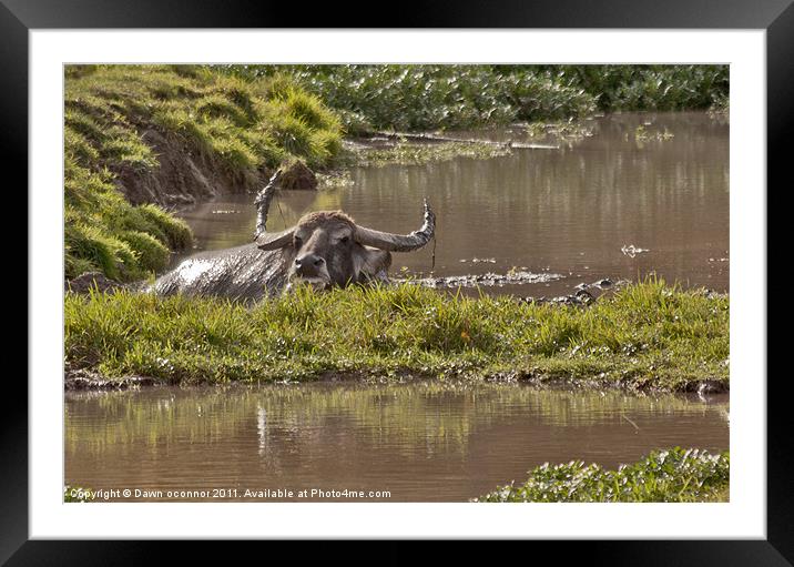 Water Buffalo - Bubalus a. arnee Framed Mounted Print by Dawn O'Connor