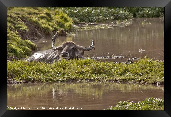 Water Buffalo - Bubalus a. arnee Framed Print by Dawn O'Connor