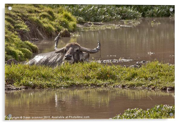 Water Buffalo - Bubalus a. arnee Acrylic by Dawn O'Connor