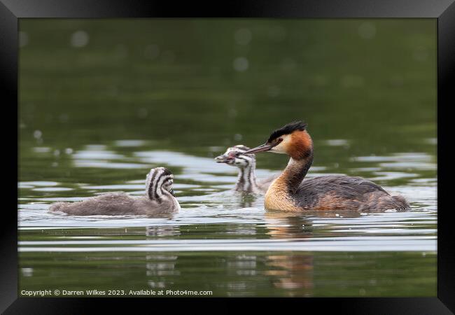 Great Crested Grebe  Framed Print by Darren Wilkes