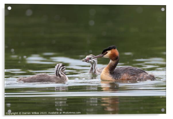 Great Crested Grebe  Acrylic by Darren Wilkes