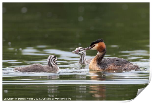 Great Crested Grebe  Print by Darren Wilkes