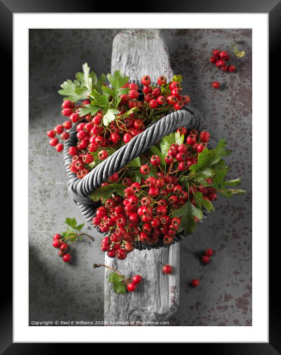 Fresh Picked Wild Hedgerow Red Haw Berries Framed Mounted Print by Paul E Williams
