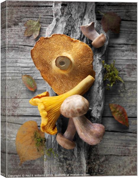 Delicious Fresh Picked Wild Woodland  Mushrooms  Canvas Print by Paul E Williams