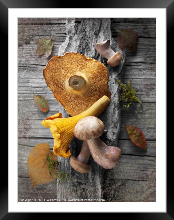 Delicious Fresh Picked Wild Woodland  Mushrooms  Framed Mounted Print by Paul E Williams