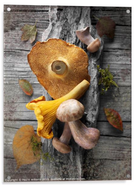 Delicious Fresh Picked Wild Woodland  Mushrooms  Acrylic by Paul E Williams