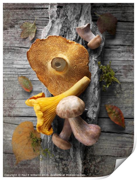 Delicious Fresh Picked Wild Woodland  Mushrooms  Print by Paul E Williams