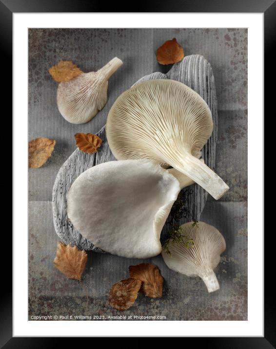 Delicious Fresh Picked Oyster Mushrooms  Framed Mounted Print by Paul E Williams