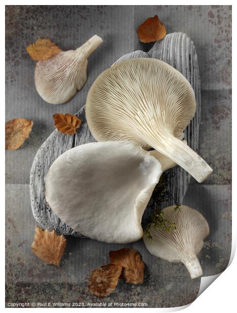 Delicious Fresh Picked Oyster Mushrooms  Print by Paul E Williams