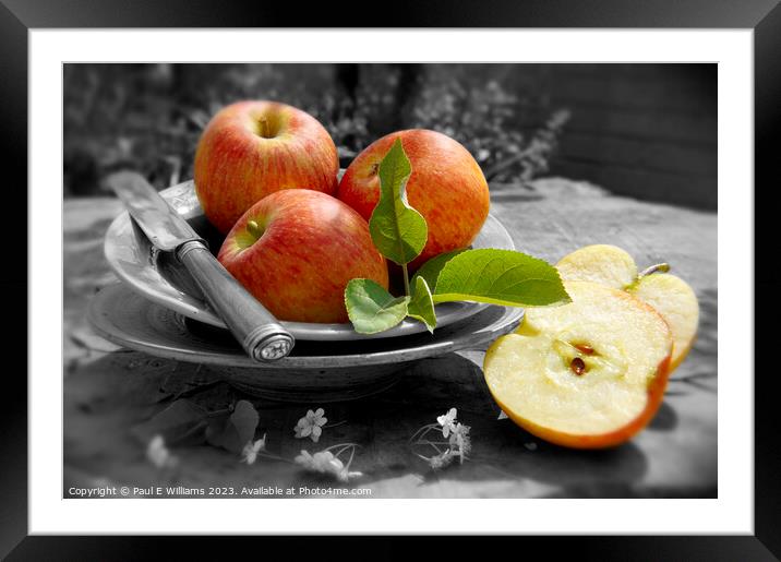 Delicious Red Apples Fresh Picked from the Tree In a Garden Framed Mounted Print by Paul E Williams