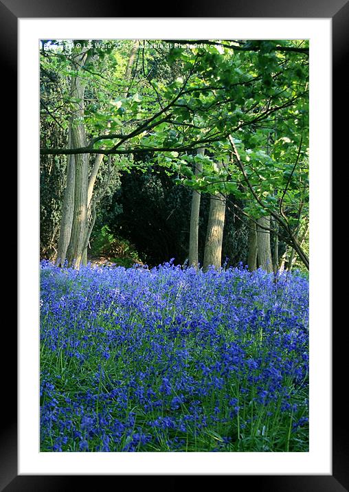 Bluebells in the sunshine Framed Mounted Print by Liz Ward