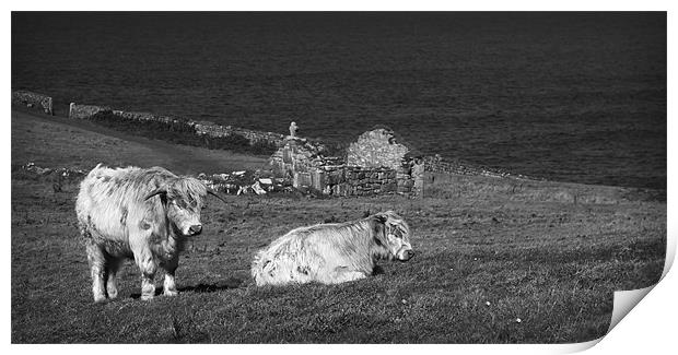 COASTAL CATTLE Print by Anthony R Dudley (LRPS)