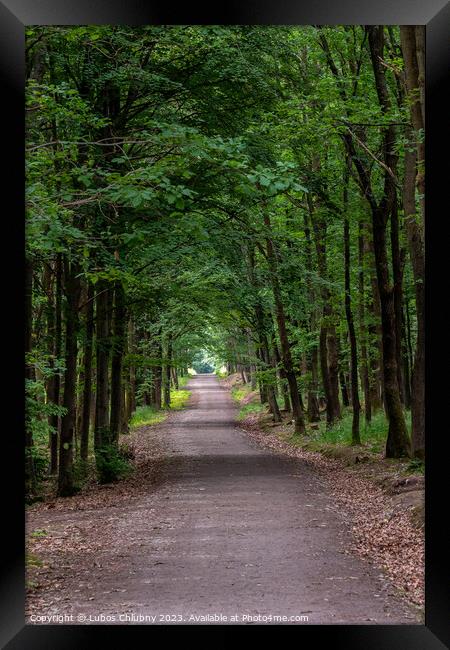 Walking path in forest. Forest road. Framed Print by Lubos Chlubny