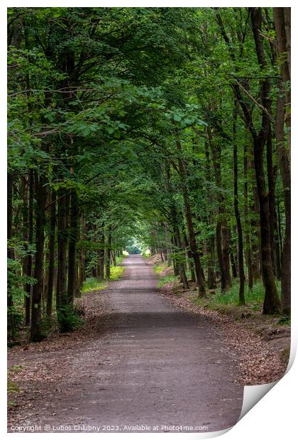 Walking path in forest. Forest road. Print by Lubos Chlubny