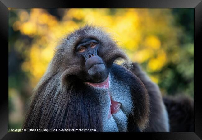 Alpha male of Gelada Baboon - Theropithecus gelada, beautiful ground primate Framed Print by Lubos Chlubny