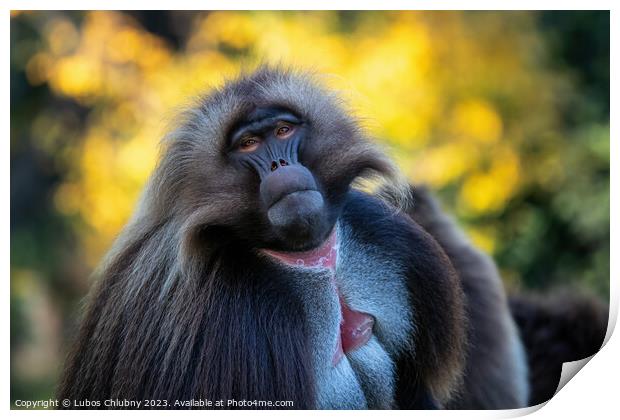 Alpha male of Gelada Baboon - Theropithecus gelada, beautiful ground primate Print by Lubos Chlubny