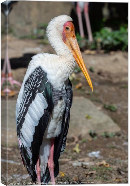 Milky stork (Mycteria cinerea) basking in the sun. Canvas Print by Lubos Chlubny
