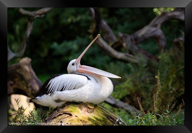Australian Pelican - Pelecanus Conspicillatus with open beak Framed Print by Lubos Chlubny