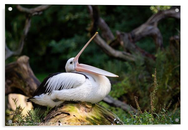 Australian Pelican - Pelecanus Conspicillatus with open beak Acrylic by Lubos Chlubny