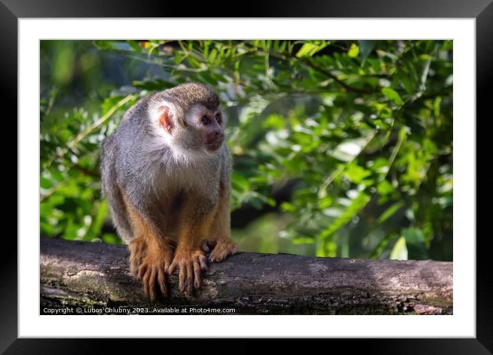 Common squirrel monkey (Saimiri sciureus) on tree in the nature. Framed Mounted Print by Lubos Chlubny