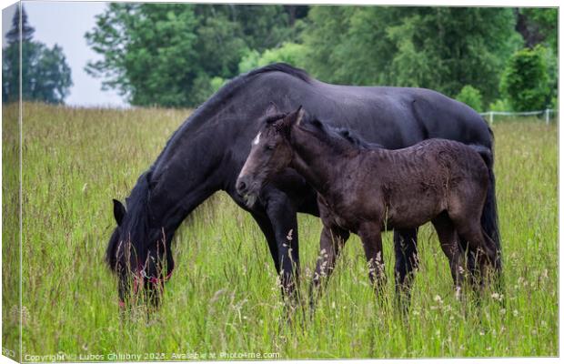 Friesian mare horse and foal on the meadow. Warlander, a cross b Canvas Print by Lubos Chlubny