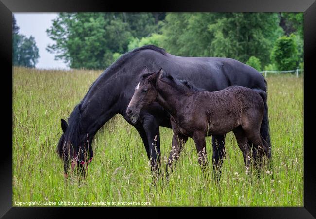 Friesian mare horse and foal on the meadow. Warlander, a cross b Framed Print by Lubos Chlubny