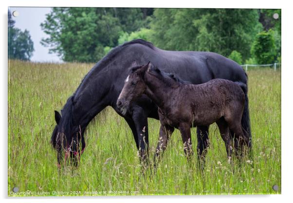 Friesian mare horse and foal on the meadow. Warlander, a cross b Acrylic by Lubos Chlubny