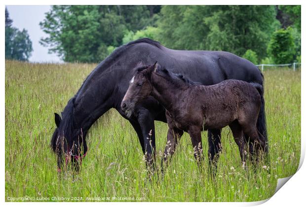 Friesian mare horse and foal on the meadow. Warlander, a cross b Print by Lubos Chlubny