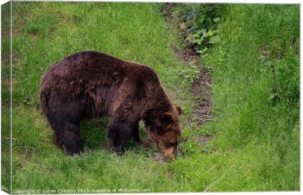 Brown bear - Ursus arctos looking for food in grass Canvas Print by Lubos Chlubny