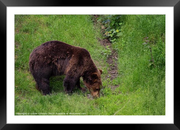 Brown bear - Ursus arctos looking for food in grass Framed Mounted Print by Lubos Chlubny