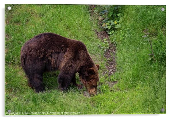 Brown bear - Ursus arctos looking for food in grass Acrylic by Lubos Chlubny