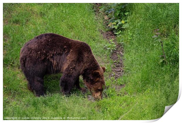 Brown bear - Ursus arctos looking for food in grass Print by Lubos Chlubny