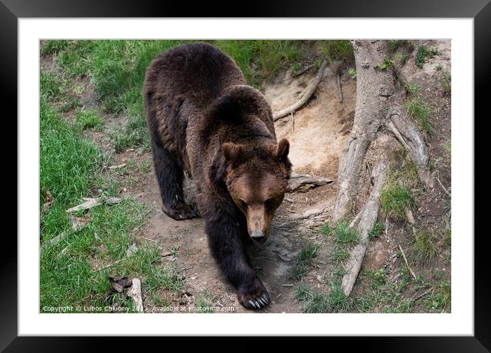 Brown bear - Ursus arctos in the forest Framed Mounted Print by Lubos Chlubny