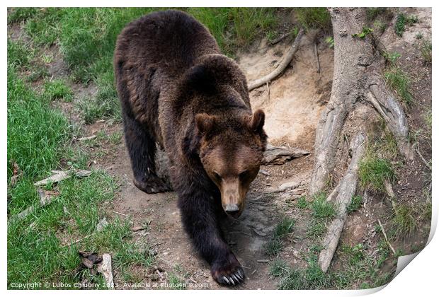 Brown bear - Ursus arctos in the forest Print by Lubos Chlubny