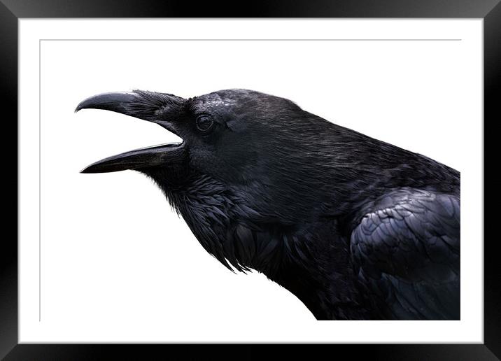 Common Raven isolated on white Framed Mounted Print by Lubos Chlubny