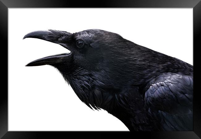 Common Raven isolated on white Framed Print by Lubos Chlubny