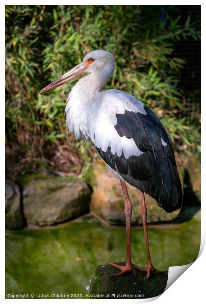 White Stork stands on a stone Print by Lubos Chlubny