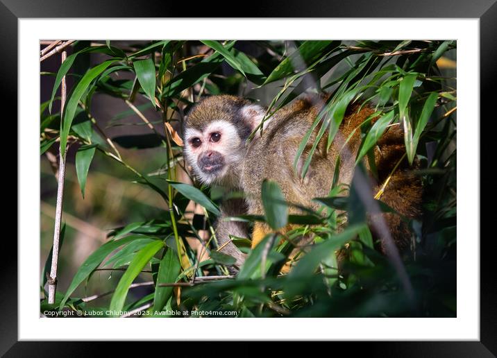 Common squirrel monkey (Saimiri sciureus) on tree in the nature. Framed Mounted Print by Lubos Chlubny