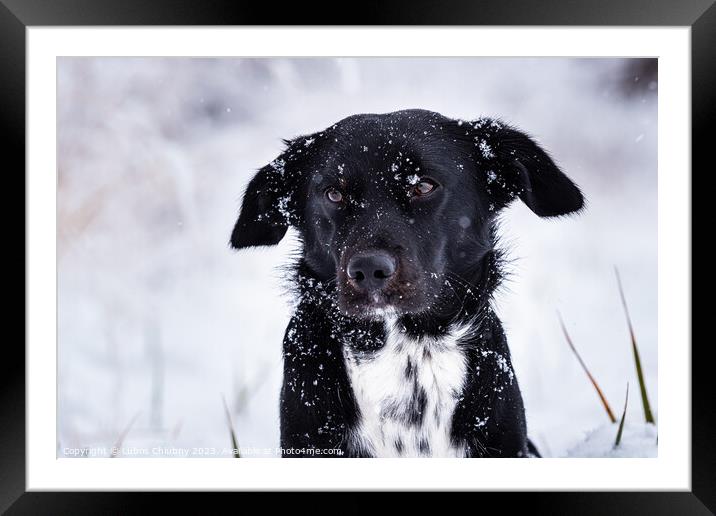 Black dog with white breastplate in winter and falling snowflake Framed Mounted Print by Lubos Chlubny