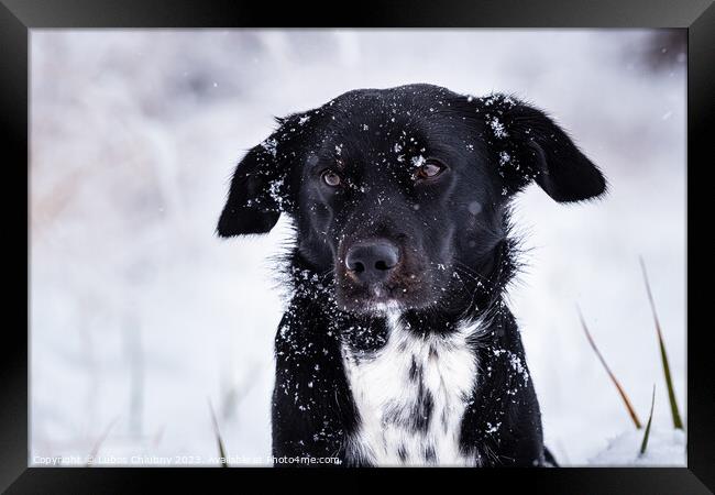 Black dog with white breastplate in winter and falling snowflake Framed Print by Lubos Chlubny