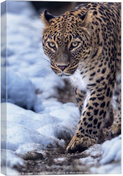 Persian leopard (Panthera pardus saxicolor) in winter. Canvas Print by Lubos Chlubny