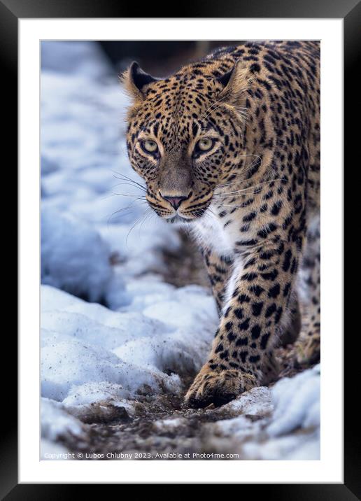 Persian leopard (Panthera pardus saxicolor) in winter. Framed Mounted Print by Lubos Chlubny