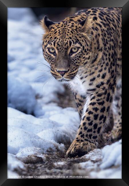 Persian leopard (Panthera pardus saxicolor) in winter. Framed Print by Lubos Chlubny